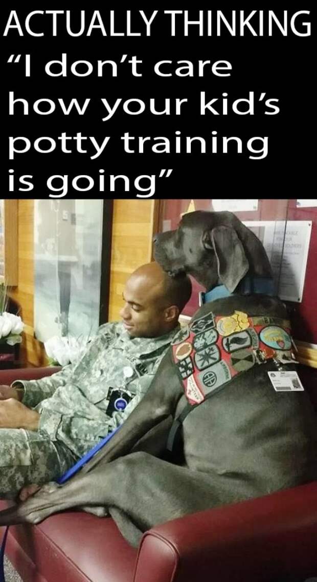 service dog memes always bring out the smiles 23 Service dog memes always bring out the smiles (40 Photos)