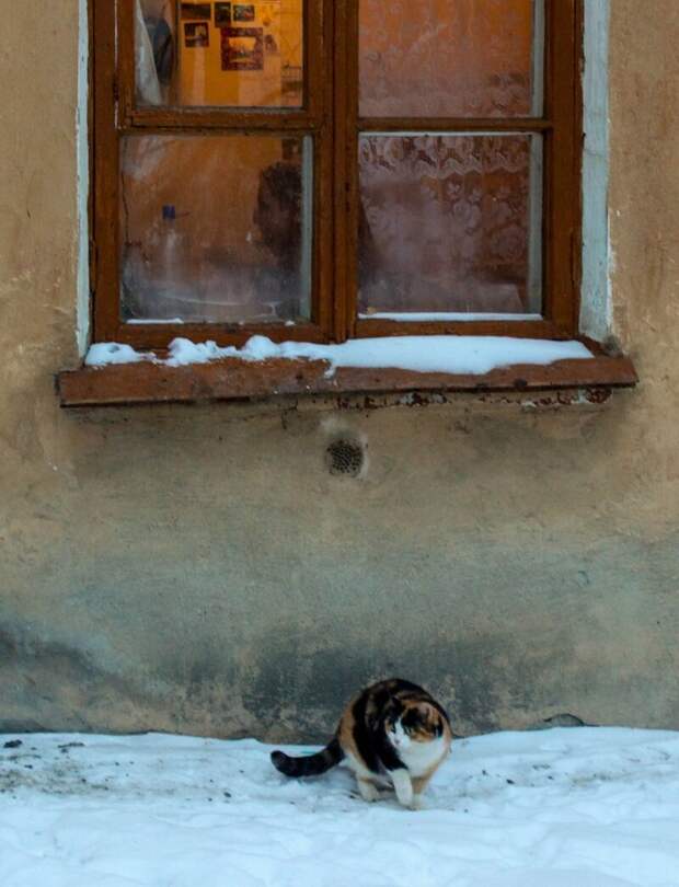 Очень колоритные уличные коты братья наши меньшие, город, кот, кошка, уличные животные, уличные кошки, эстетика