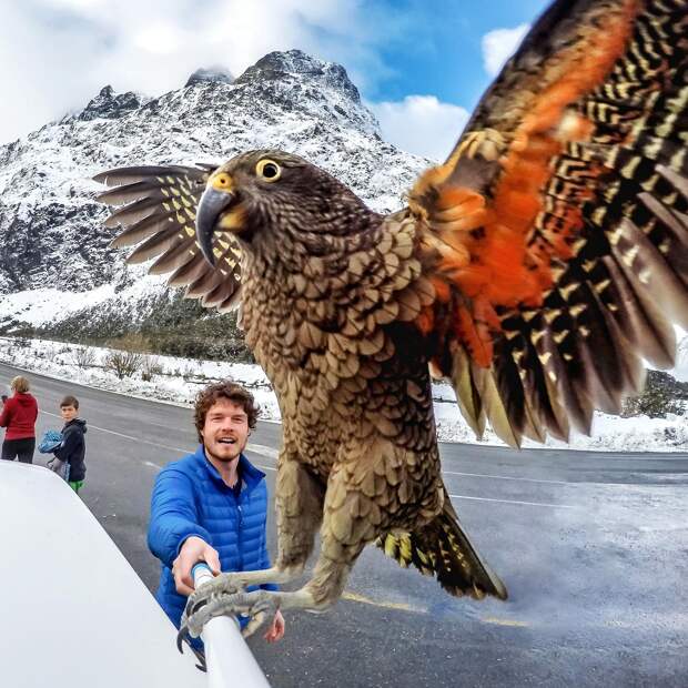 Bigpicture.ru хищный горный попугай кеа из Новой Зеландии1084960321582647 909434801597077365 o