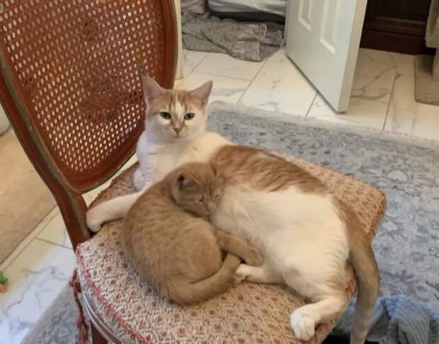 Без кота и жизнь не та