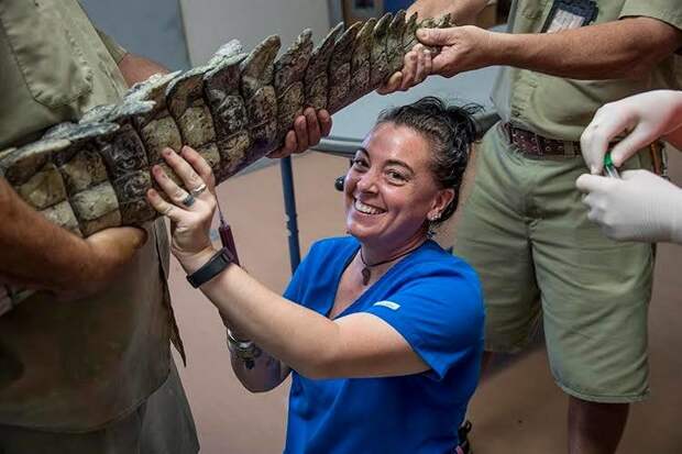Ветеринару пришлось лечить очень опасного пациента — трёхметрового крокодила ветеринар, животные, крокодил