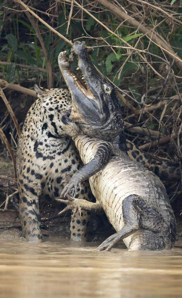 Ягуар – свирепая кошка, которую боятся даже анаконды и крокодилы
