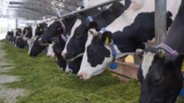 В текущем году аграрии Ивановской области уже ввели четыре новые молочные фермы