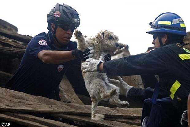 Спасение собаки во время землетрясения в Чили, 2010 герои, животные, несчастный случай, опасность, спасатели, спасение, уважение, фото