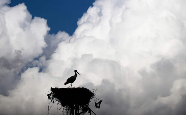 Птицы ранней весной