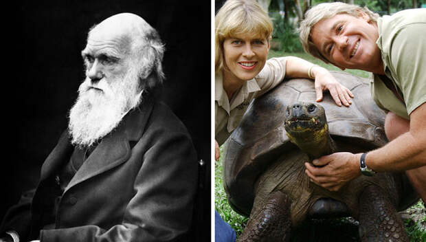 В 2006 году умерла черепаха, которая лично встречалась с Чарльзом Дарвином.