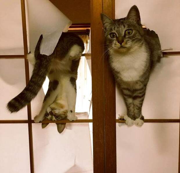 коты засранцы, коты которые делают смешные вещи, смешные коты 