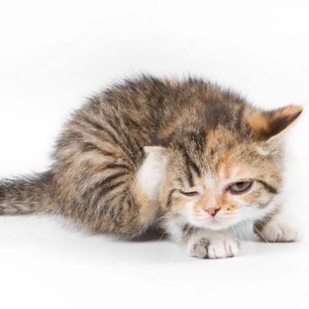 Уши у котят