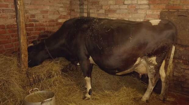 Корова Майя и новогоднее чудо: как АВТОТОР снова помог семье из села под Неманом