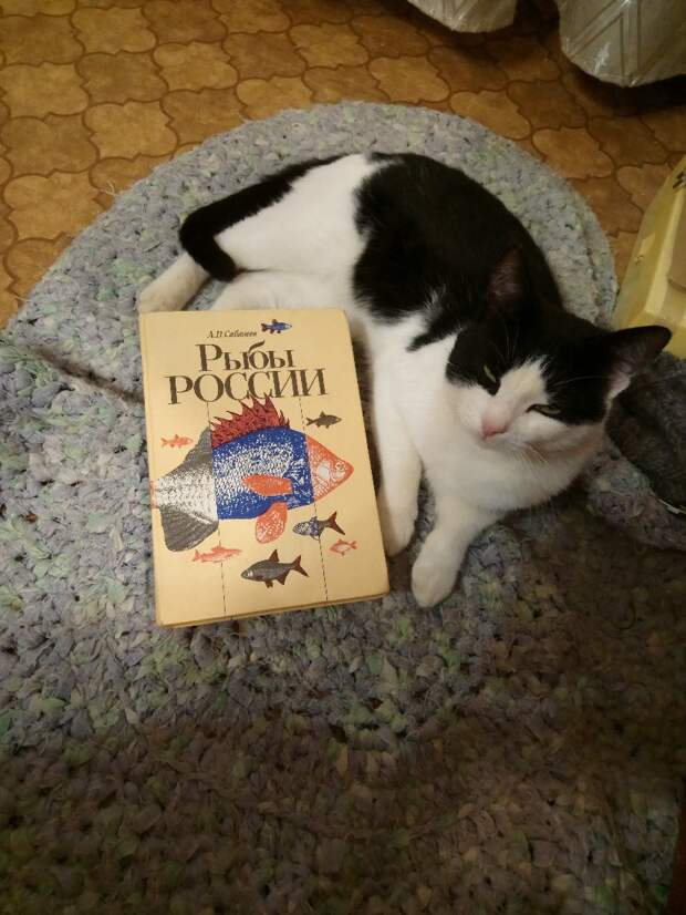спасение котёнка кошка с книгой
