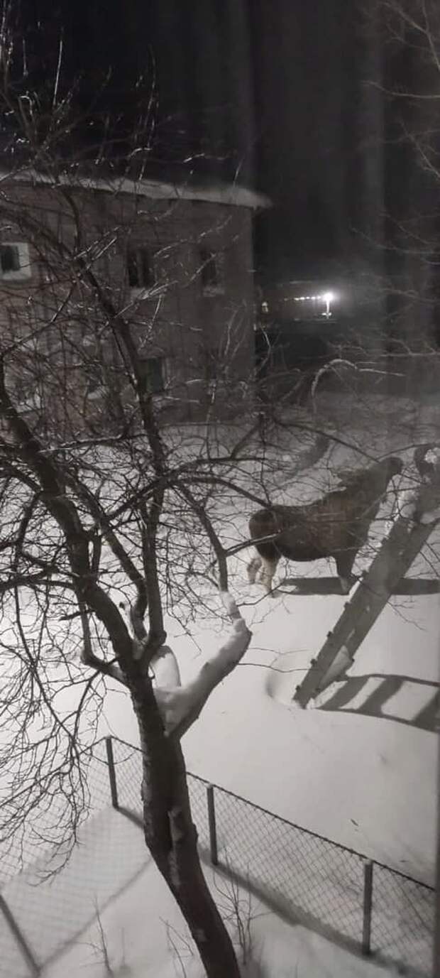 «Рашкин придет, порядок наведет» – скандального коммуниста зовут на Соловки