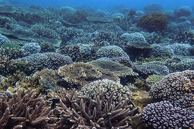 L&O: коралы-пориты теряют способность размножаться из-за кислотности морских вод