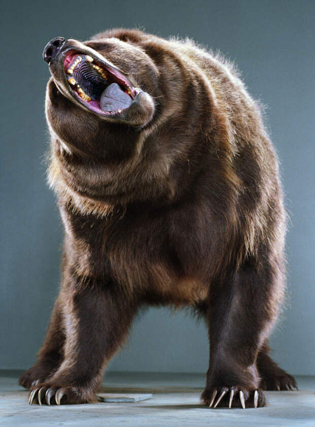 Ми-ми-мишки