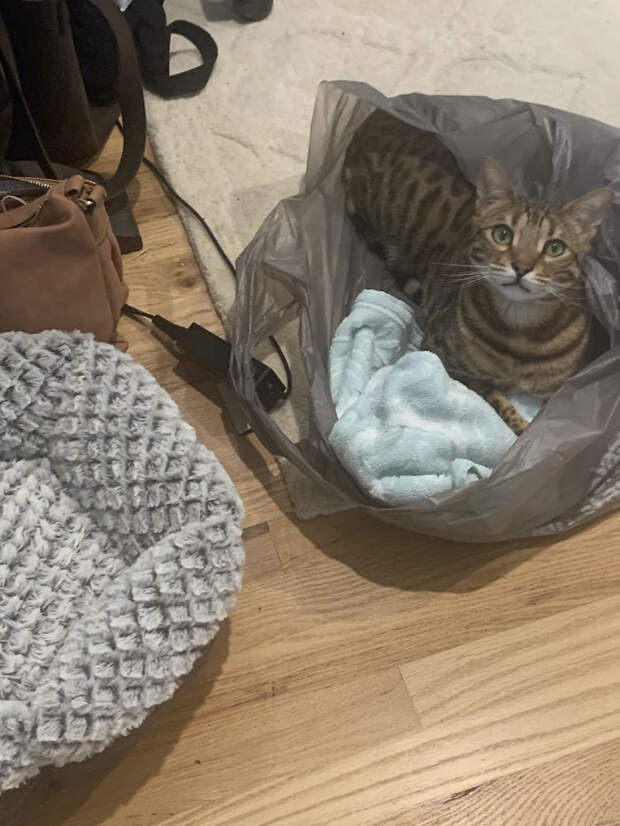 Любимые места котиков это не домики, лежаки или кроватки