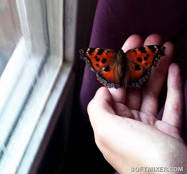 Бабочки влетают в дом. Дом бабочек. Бабочки на окна. Бабочка залетела в дом. Залетела бабочка в окно.
