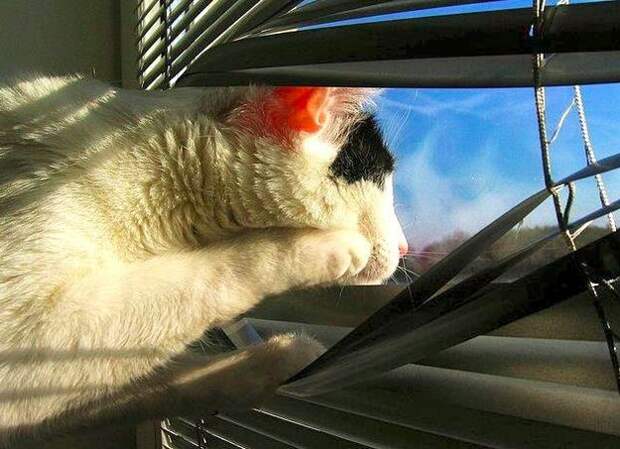 Животные, которые обожают подсматривать