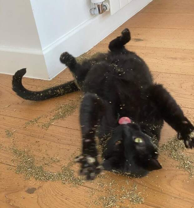 18 кошачьих привычек, которые заставляют людей восторженно пищать