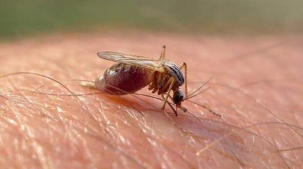 Кровь пьют только самки комаров, самцы питаются нектаром растений / C BY 2.0 / John Tann.
