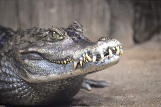 Почти неделю в Батайске ищут сбежавшего крокодила