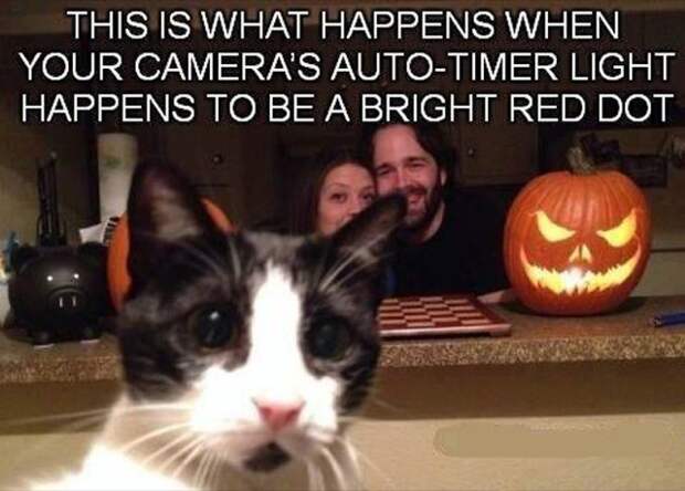 Animal Photobombs