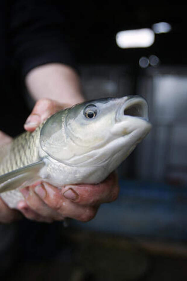 Сильная огромная рыба едва не утащила мальчика в воду на юге России. Ребенок боролся целый час