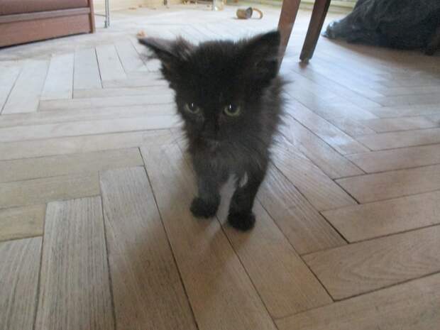 черный котенок в доме