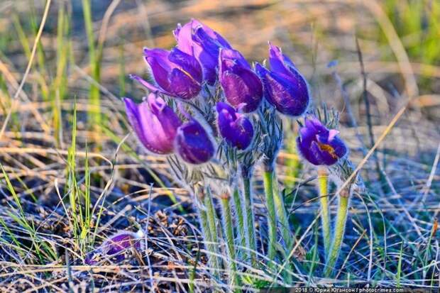 Весна в Крыму: цветущие растения Цветение, весна, крым, природа, растения, фото, цветок, цветы