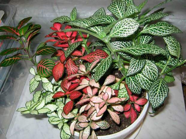 Комнатное растение Фиттония (Fittonia)