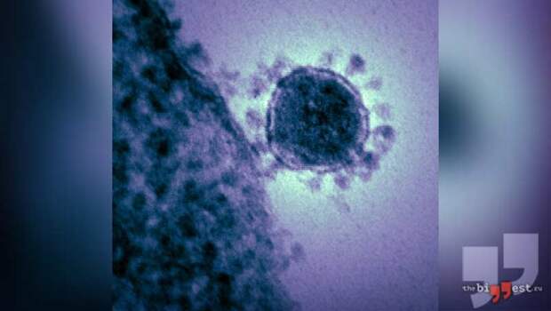 MERS-Rabies Virus Hybrid