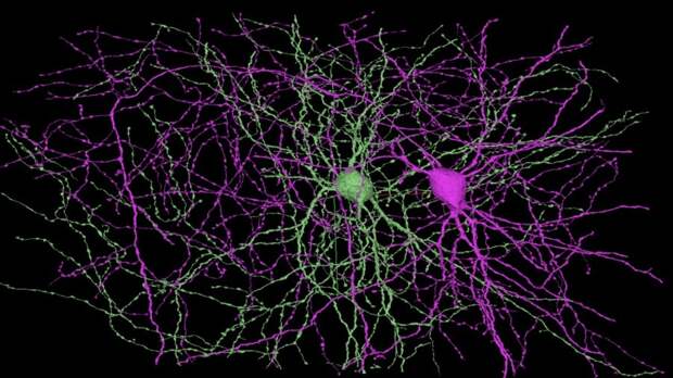 brain mapping mouse connectome neurons microns