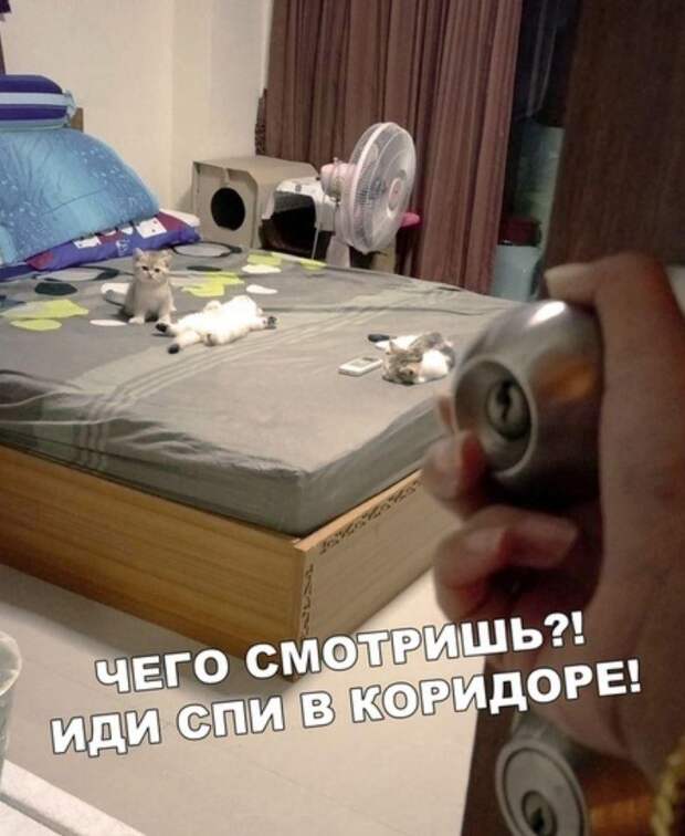картинки прикольные смешные (9)