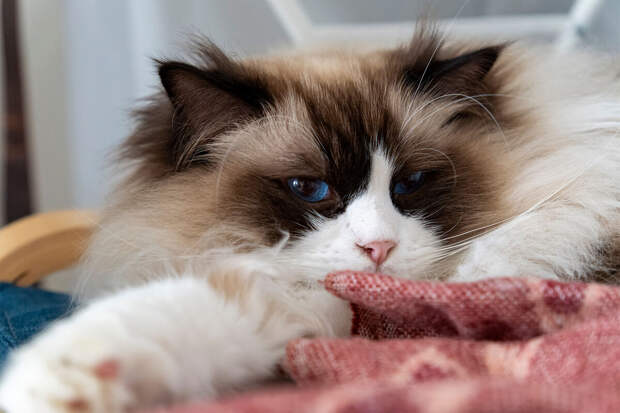 Ветеринар Богданова: кошка может отказываться от еды из-за стресса