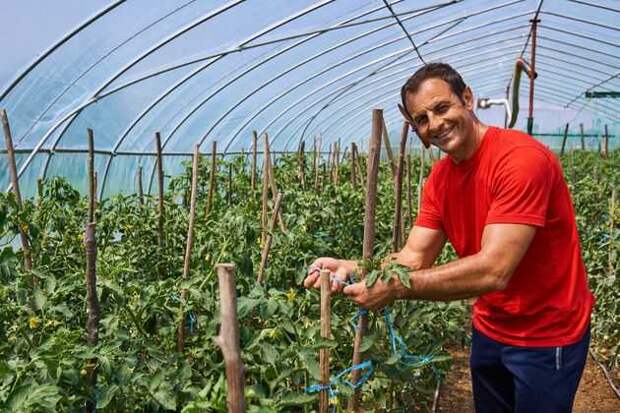 томаты высокорослые: подвязывание для повышения урожая