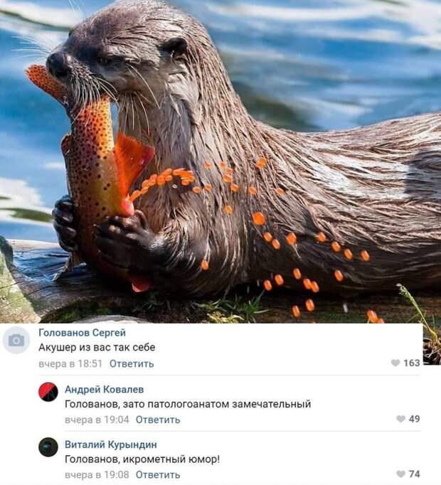 Всем икры! Всем икры!