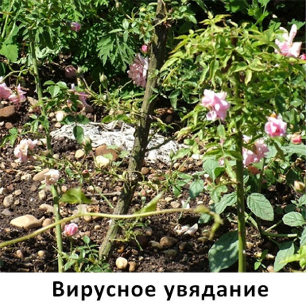 вирусное увядание