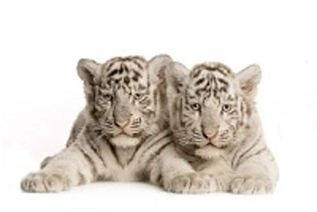 Белые тигры 28