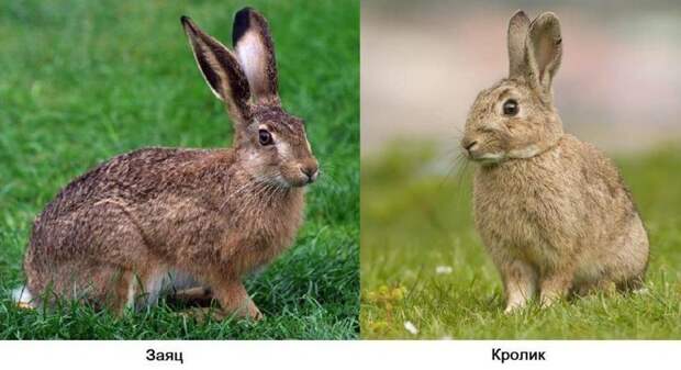 Чем заяц отличается от кролика? вопрос, ответ., хочу все знать