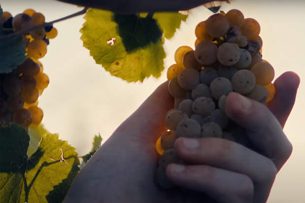 Кадр из видео «Вино без остановки»