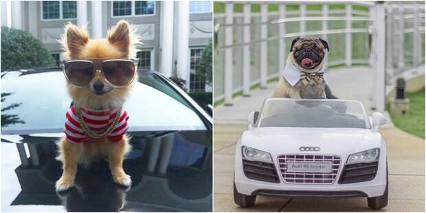 Rich Dogs Of Instagram: о жизни состоятельных собак
