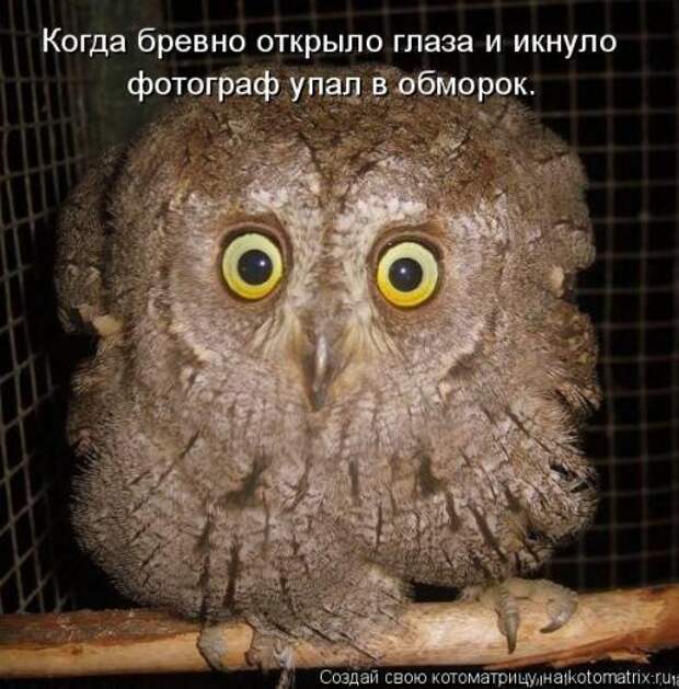 3201191_106662373_original (500x508, 52Kb)