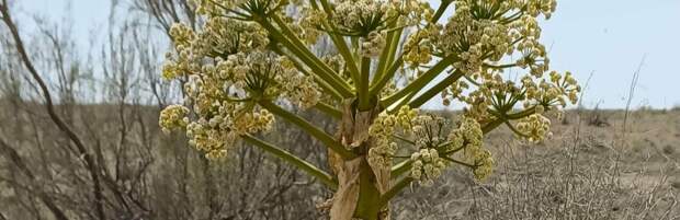 Стоит ли употреблять произрастающие в степях Мангистау растения