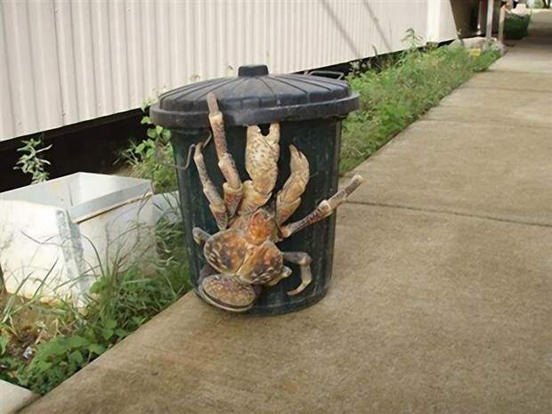 Coconutcrab33 Самый крупный представитель членистоногих, кокосовый краб!