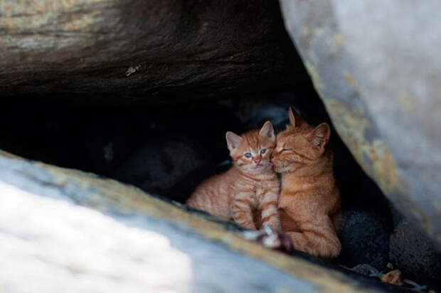 Кошачий рай на японском острове