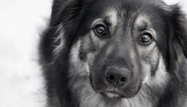 Шарик старше, чем кажется: ученые раскрыли реальный возраст собак