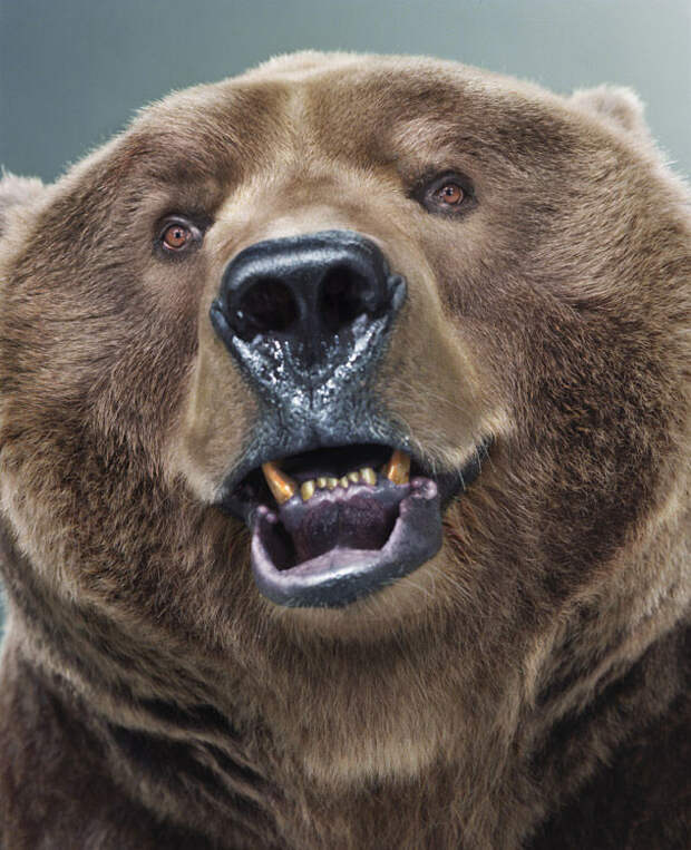 Ми-ми-мишки