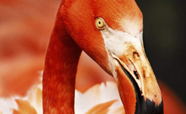 I've Been Finding Matches For Pantone Colors Of The Year Since 2000 To Inspire People To Use More Color In Their Lives