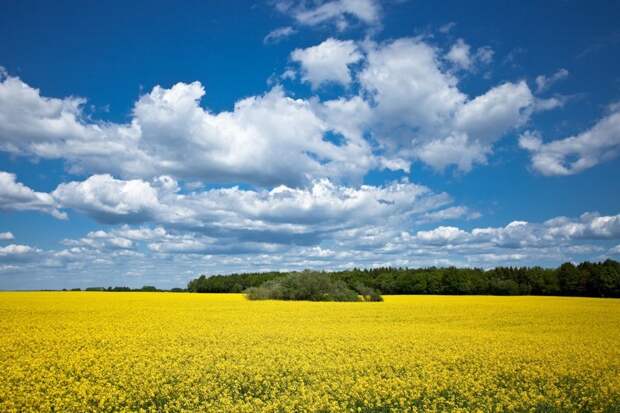 Рапсовые поля расцветают в шведском регионе Сконе в середине мая великоление, красота, природа, путешествия, цветочные туры