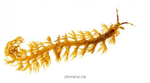 242-990x551_a Pteraeolidia ianthina, размер 15 см