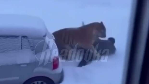 Жителю Приморья грозит крупный штраф за фейковое видео с тигром, созданное нейросетью