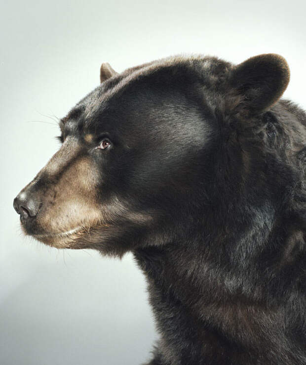 Ми-ми-мишки